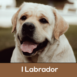 I Labradors